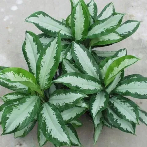 thumbnail for publication: Florida Foliage Plant Cultivar: 'Diamond Bay' Aglaonema